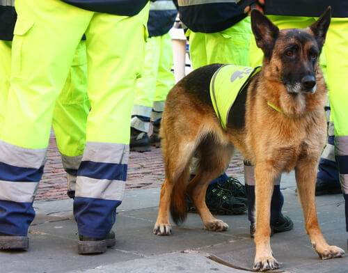 Atila, Spaniens bester Rettungshund ist tot Atila, Spaniens bester Rettungshund ist tot