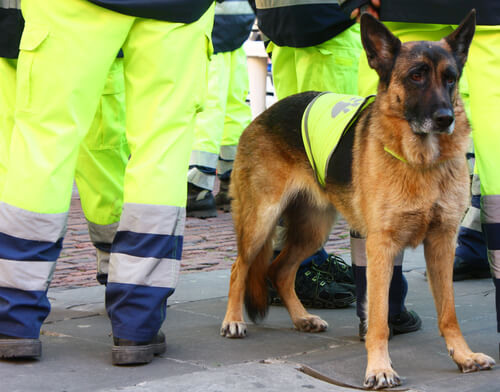 Atila, Spaniens bester Rettungshund ist tot