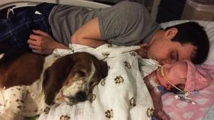Basset Hound: unendliche Treue bis zum letzten Tag