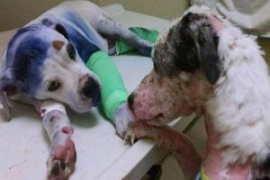 Freundschaft zwischen zwei misshandelten Hunden