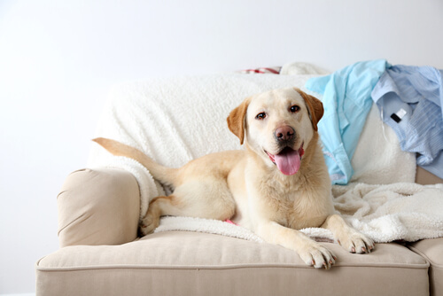 Ist es gut, den Hund auf das Sofa steigen zu lassen?
