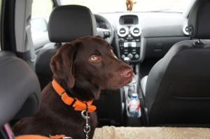 Sicherheitsgurt für Hunde!