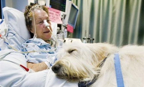 Ein Krankenhaus in Kanada erlaubt Tierbesuche