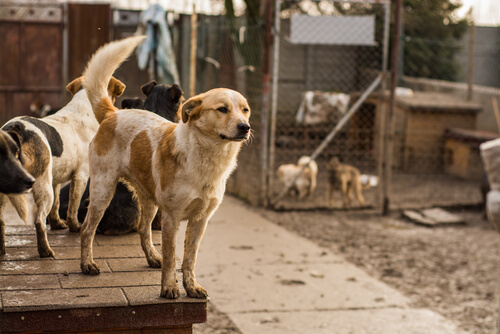 Hunde im Tierheim