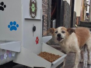 6000 Hunde profitieren von ComeDog