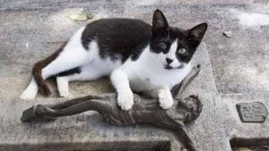 Kater besucht täglich das Grab seines Besitzers