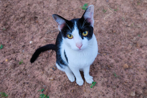 Katze besucht Grab seines Besitzers