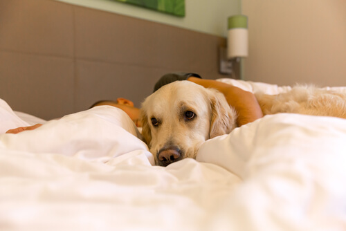 Hund im Bett