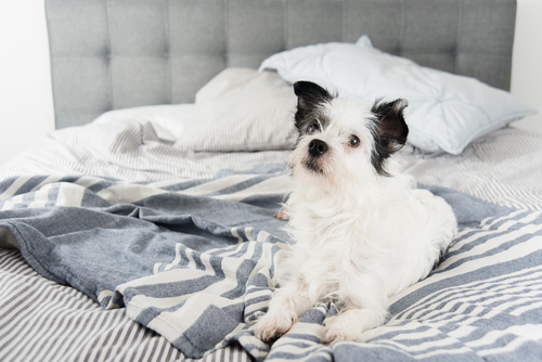 Hund im Bett