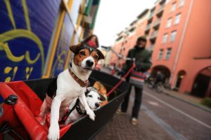 Holland, ein Land ohne Straßenhunde