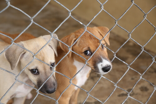 Hunde im Tierheim