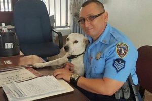 Ein streunender Hund wird Polizist