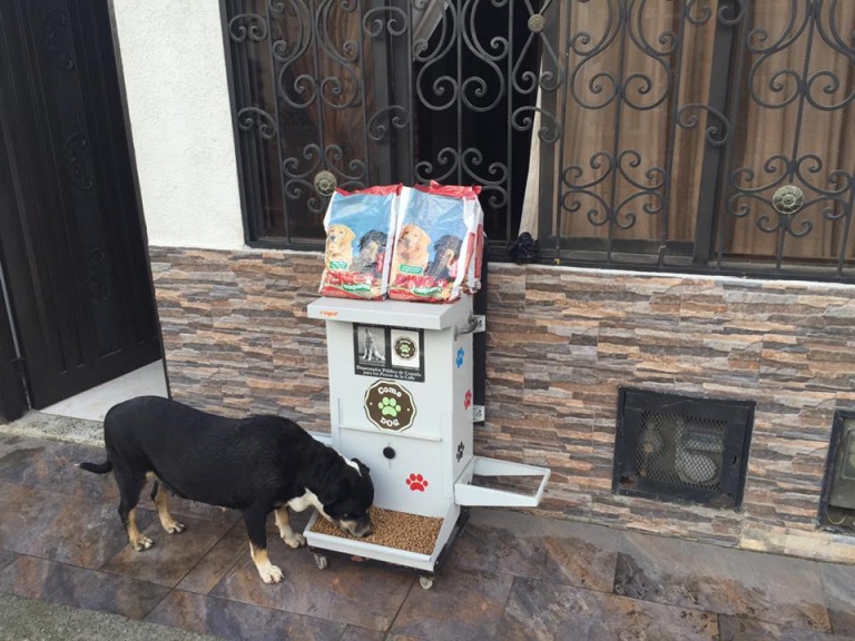 Straßenhunde fressen mit ComeDog