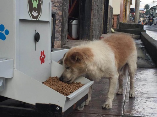 Straßenhunde leiden Hunger und Durst: Wer hilft ihnen?