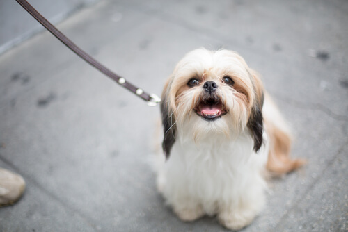wenn du mich im Stich lässt