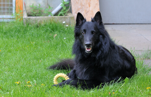 Projekt der schwarzen Hunde