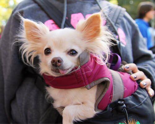 Brief eines adoptierten Hundes an seine Herrin