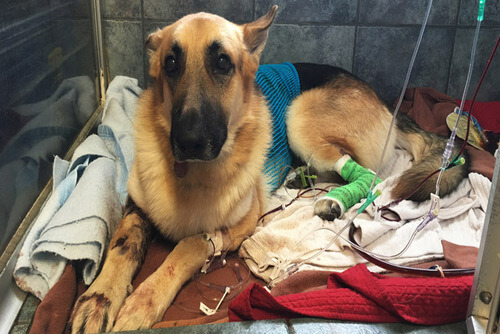Hund beschützt Mädchen vor Klapperschlange