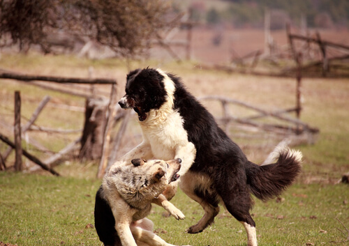 Die Ursache für Aggressivität liegt nicht allein beim Hund