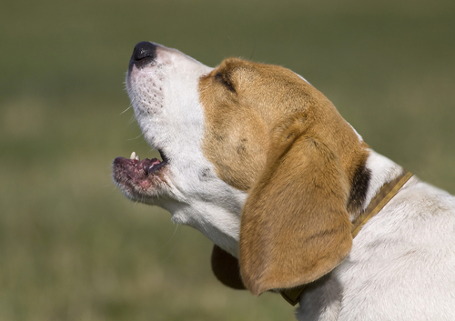 Hunde bellen