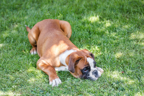gelangweitler Hund ohne Spielsachen