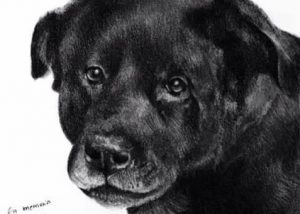 Der Tod von Cholito - Empörung in sozialen Netzwerken