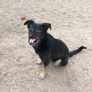 Der Hund Anubis reist 11000 km für ein neues Zuhause!