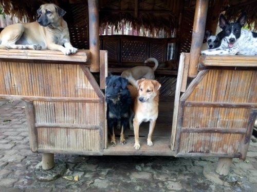 Der Klub der glücklichen Tiere Der Klub der glücklichen Tiere
