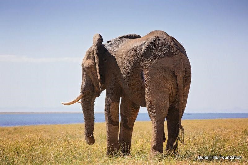Elefant