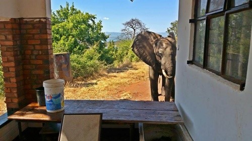 Angeschossener Elefant sucht Hilfe bei Menschen