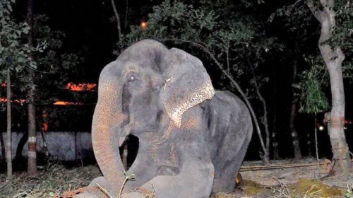 Tierquälerei an einem Elefanten