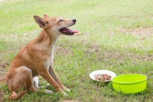 Erbrechen beim Hund: was kann ich tun?