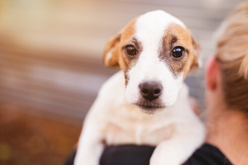 Erbrechen beim jungen Hund
