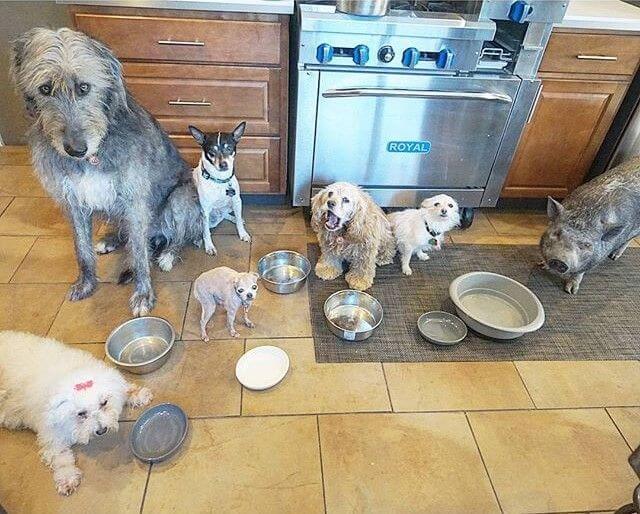 Adoption und Ernährung