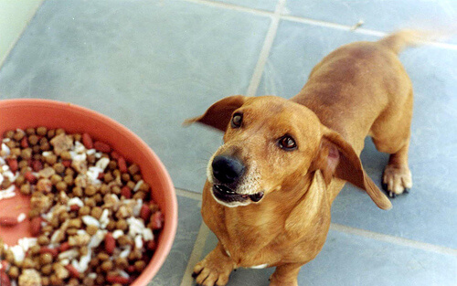 Kombination verschiedener Futterarten ist für Hund gefährlich