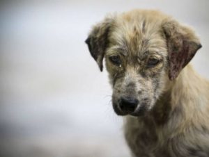 GoPro filmt das Leben eines streunenden Hundes