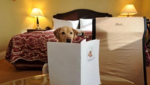 Hotel für Hunde und Katzen