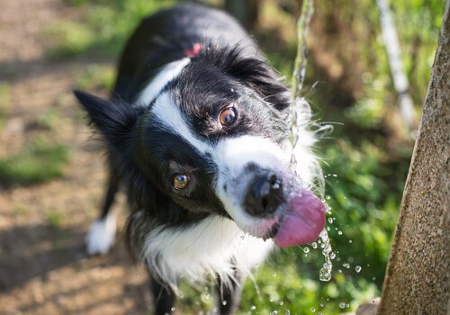 Wie verhält man sich, wenn ein Hund einen Hitzschlag erlitten hat?