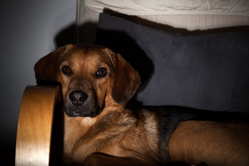 Filmabend mit Hund und Popcorn