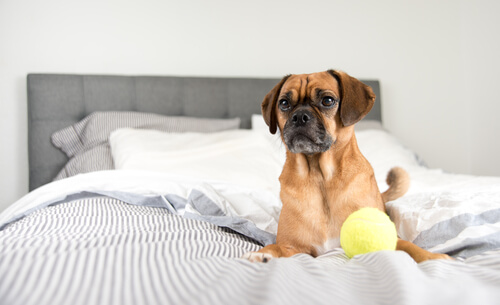 ich liebe meinen Hund wie verrückt, auch wenn er im Bett sitzt