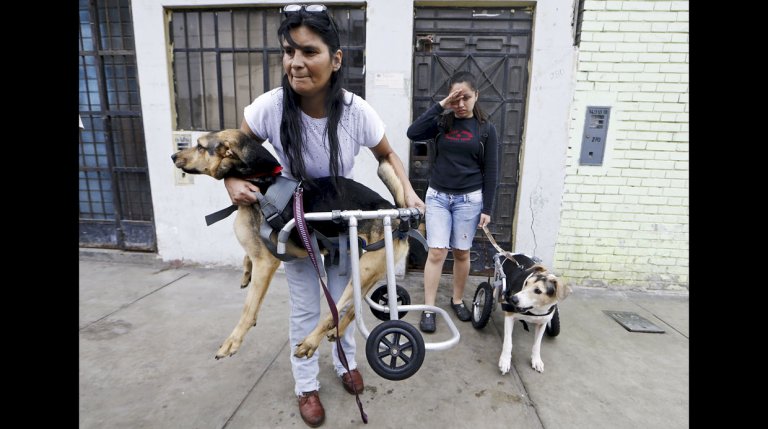 Tierheim für Hunde mit Behinderung