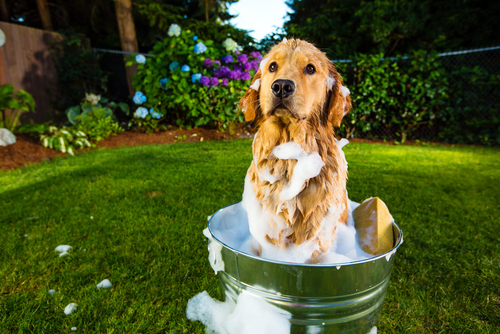 Hunde baden