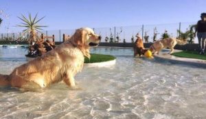 Teneriffa eröffnet das luxuriöseste Hotel für Hunde und Katzen in Europa