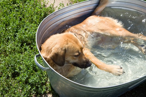 Hund vor Hitzschlag schützen