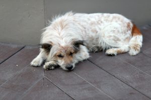 Woran merkt man, dass ein Hund krank ist?