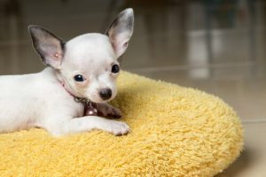 Fieber bei Hunden senken