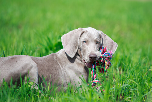 Hund spielt mit Spielsachen