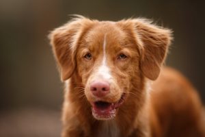 Warum den Hund nicht für sein Bellen bestrafen?