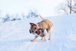Warum schütteln Hunde ihre Spielsachen?