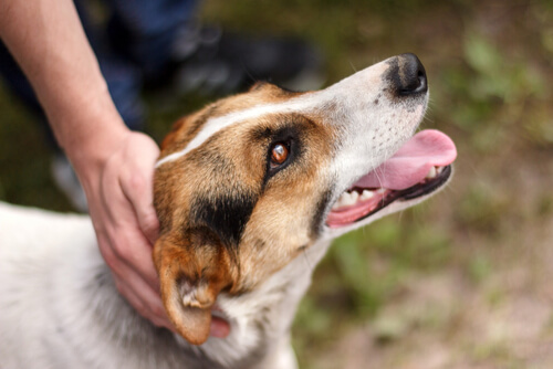 Straßenhund wurde adoptiert